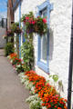 Flowers on New Abbey cottage. New Abbey, Scotland.