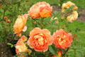 Roses at Threave Garden. Rhonehouse, Scotland.