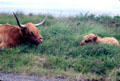 Highland cow & calf in northern Scotland.
