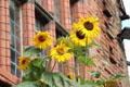 Sunflowers at Wightwick Manor. Wolverhampton, England.