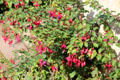 Fuchsia at Wightwick Manor. Wolverhampton, England.