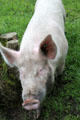 Pig on Corradreenan Farm at Ulster Folk Park. Belfast, Northern Ireland.