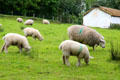 Sheep field at Ulster Folk Park. Belfast, Northern Ireland.