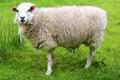 Sheep at Ulster Folk Park. Belfast, Northern Ireland.