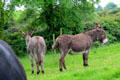Donkeys at Drumnahunshin Farm at Ulster Folk Park. Belfast, Northern Ireland.