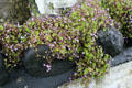 Small flowers on rock wall at Ulster Folk Park. Belfast, Northern Ireland.