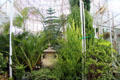 Interior plantings of glass Palm House in Botanic Gardens. Belfast, Northern Ireland.