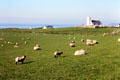 Sheep graze at Ballintoy Harbour. Northern Ireland.