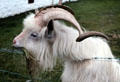 Irish goat with corkscrew horns at Ulster Folk & Transport Museum. Northern Ireland