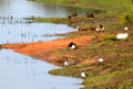 Waterbirds on pond in Langan Park at Mobile Museum of Art. Mobile, AL.