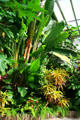 Tropical gardens of Bellingrath. Theodore, AL.