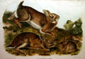 John James Audubon folio of Grey Rabbit. AR.