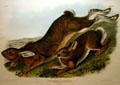 John James Audubon folio of Northern Hare. AR.