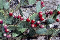 Cactus near Tucson. AZ.