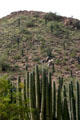 Saguaro cactus at Desert Botanical Garden. Phoenix, AZ.