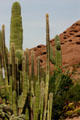 Cactus & rock formations of Desert Botanical Garden. Phoenix, AZ.
