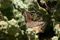 Cactus wren. Phoenix, AZ.