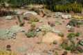 Small cacti at Desert Botanical Garden. Phoenix, AZ.