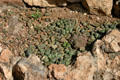 Living stone cacti from South Africa in Desert Botanical Garden. Phoenix, AZ.