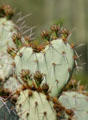 Heart-shaped cactus at Desert Botanical Garden. Phoenix, AZ.