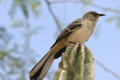 Mockingbird. Phoenix, AZ