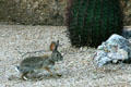 Cottontail rabbit. Scottsdale, AZ.