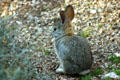 Cottontail rabbit. Scottsdale, AZ.