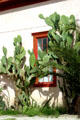 Cactus & window in Barrio Historico. Tucson, AZ.