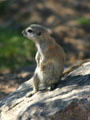 Ground squirrel at San Xavier del Bac Mission. Tucson, AZ.