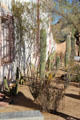 Cactus garden at Mission San Xavier del Bac. Tucson, AZ.