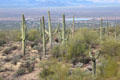 Saguaro cacti over valley vista at Sonoran Desert Museum. Tucson, AZ.