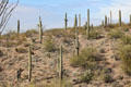 Saguaro cacti over Sonoran Desert Museum. Tucson, AZ.