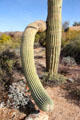 Saguaro cactus at Sonoran Desert Museum. Tucson, AZ