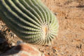 Tip of Saguaro cactus at Sonoran Desert Museum. Tucson, AZ.