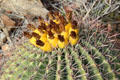 Fishhook barrel cactus at Sonoran Desert Museum. Tucson, AZ.