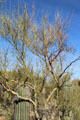 Palo Verde tree named after green bark at Sonoran Desert Museum. Tucson, AZ.