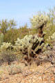 Cacti at Sonoran Desert Museum. Tucson, AZ.