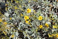 Yellow flowers at Sonoran Desert Museum. Tucson, AZ.