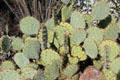 Prickly pear cactus at Sonoran Desert Museum. Tucson, AZ.
