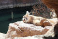 Mountain lion at Sonoran Desert Museum. Tucson, AZ.