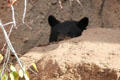 Black bear at Sonoran Desert Museum. Tucson, AZ.