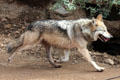 Mexican wolf at Sonoran Desert Museum. Tucson, AZ.