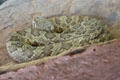 Mohave rattlesnake at Sonoran Desert Museum. Tucson, AZ.