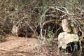 Burrowing owls at Sonoran Desert Museum. Tucson, AZ.