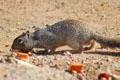 Round-tailed ground squirrel at Sonoran Desert Museum. Tucson, AZ.