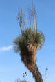 Succulent tree at Sonoran Desert Museum. Tucson, AZ.