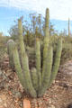 Organ pipe cactus at Sonoran Desert Museum. Tucson, AZ.