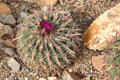 Flowering cactus at Sonoran Desert Museum. Tucson, AZ.