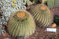 Biznaga cactus at Sonoran Desert Museum. Tucson, AZ.