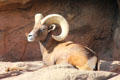 Male Desert Bighorn sheep at Sonoran Desert Museum. Tucson, AZ.